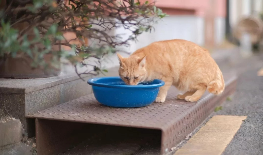 Mitos atau Fakta: Kucing Tidak Suka Minum? Ini Fakta Penting yang Wajib Diketahui Pemilik Kucing