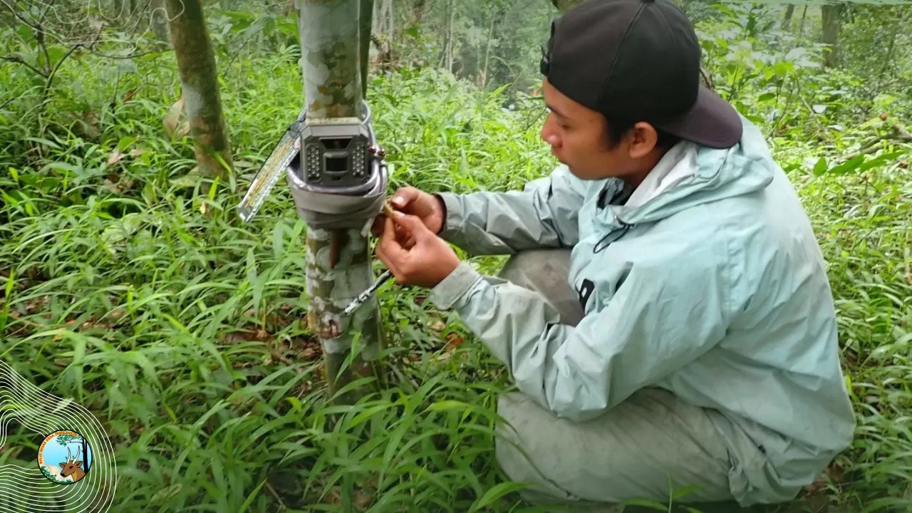 Kawasan Raung-Ijen Masih Jadi Surga Satwa Langka, Kamera Trap Rekam Jejak Macan Tutul Jawa