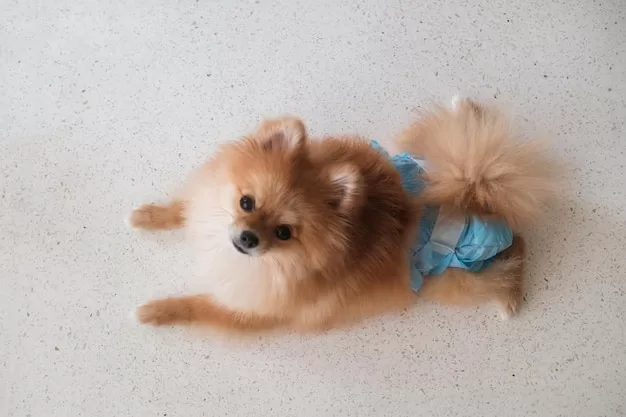 Tak Perlu Panik, Ini Cara Jaga Rumah Tetap Kinclong Saat Anjing Kesayangan Mengalami Menstruasi