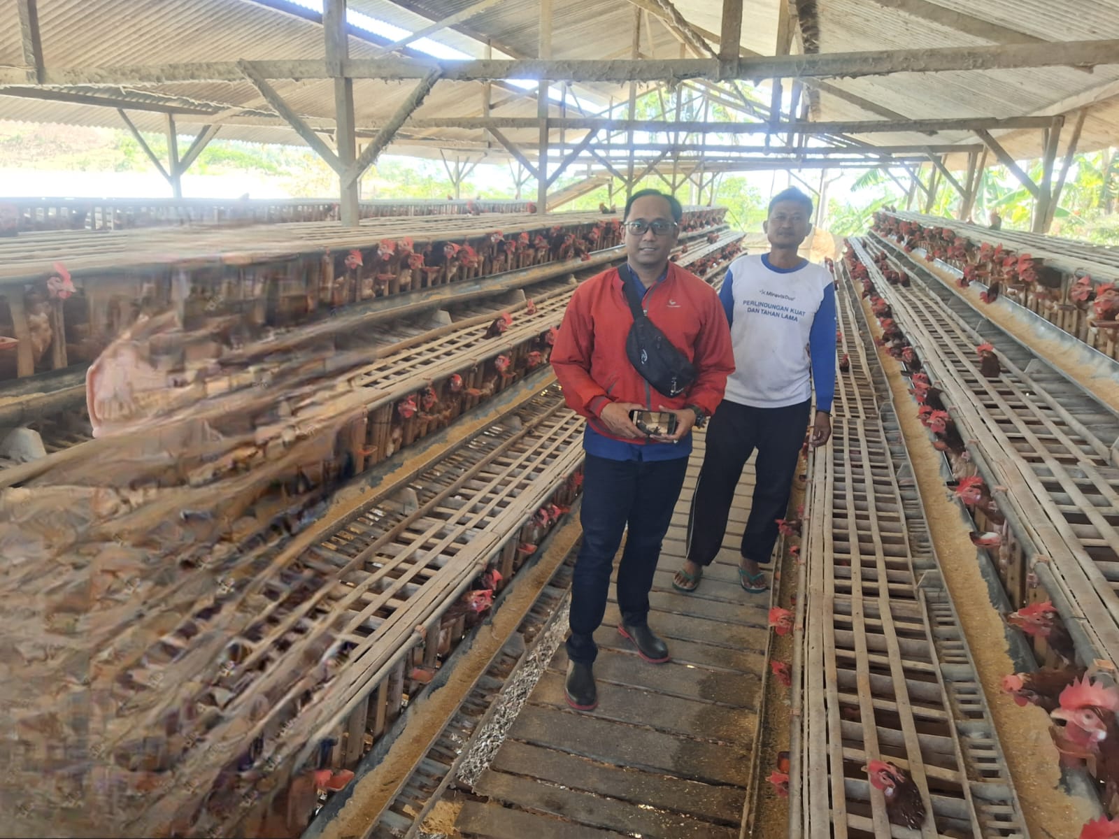Bukan Sekadar Beri Modal, Mantri BRI Dampingi Perkembangan Peternakan Ayam Edi di Pucanglaban